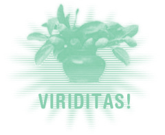 ficus_viraditas001a