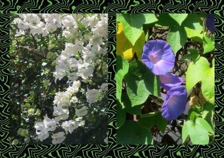 sathuday-19-2.1-bougan-glorya