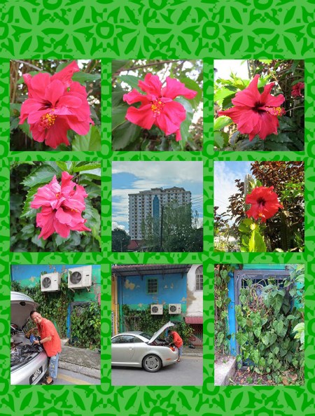 SARONGS XNELSONS BACKDOOR