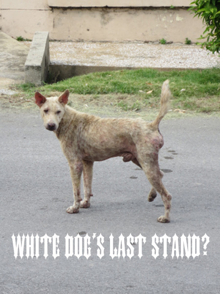 white dog