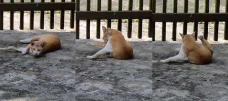 CAT SATHUDAY 39_Page_2