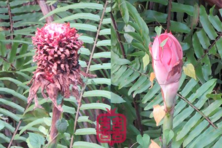 GOODBYEE-KUCHING-cny1