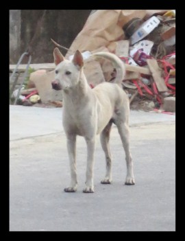 whitedog-sathuday-_page_4x-copy