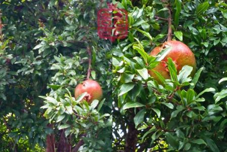 1609674_808752399140615_727667897_n