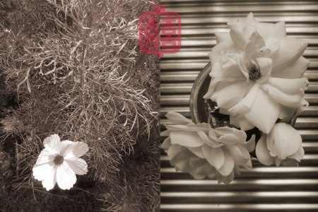 OZMOSIS-MELBOURNE-SOFT-HARD