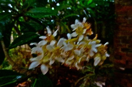 OZMOSIS-2-FLOWER-NIGHT-