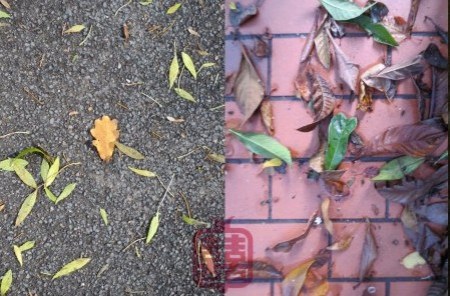 ozmosis-autumn-oak-leaf