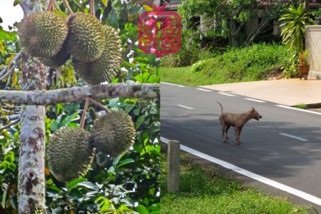K'CHING-DURIAN-DOG