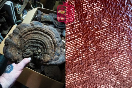 K'CHING--FUNGUS-SHADOW-