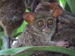 800px-Tarsier_Tarsius_sp