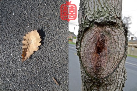 OZMOSIS-(APPENDIX)40