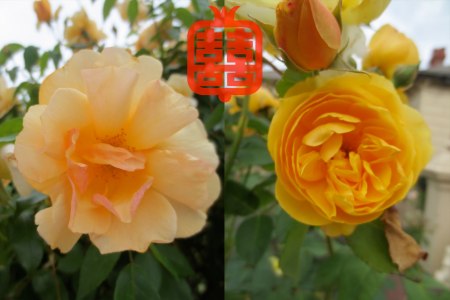 OZMOSIS-(LAST)masterX8