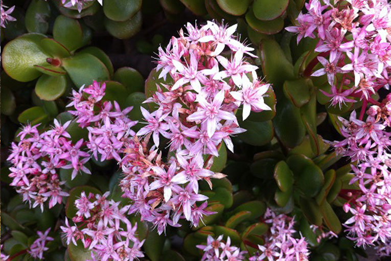 PINKDOUBLE-HAPPINESS-JUNE-17