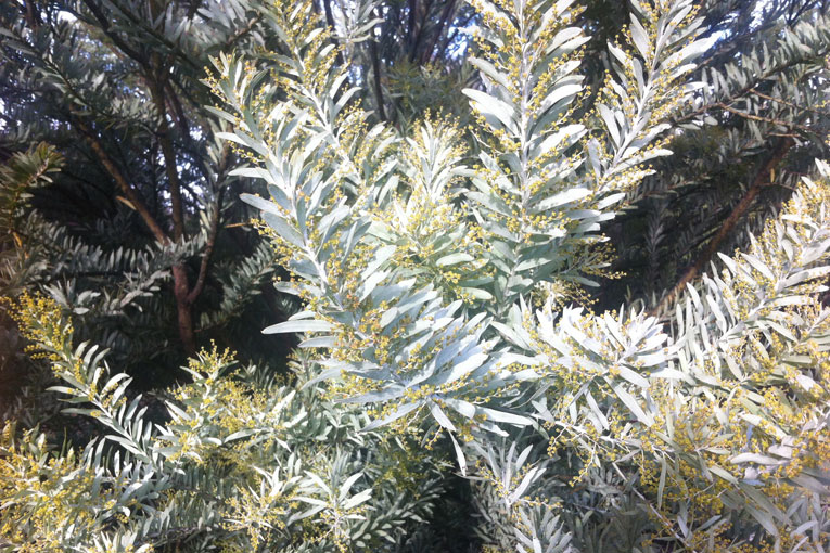 VICTRYDOUBLE-HAPPINESS-JUNE-17