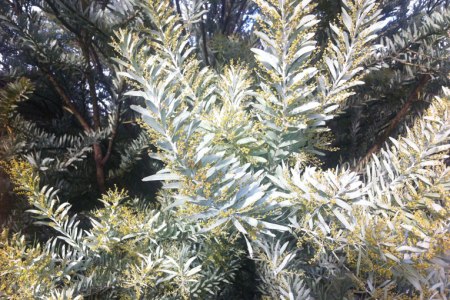 VICTRYDOUBLE-HAPPINESS-JUNE-17