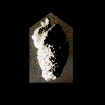 Webp.net-gifmaker (12)