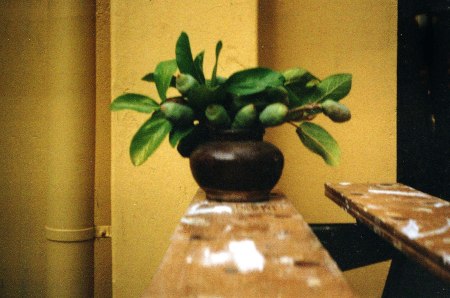 FICUS001a