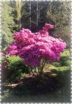 azalea-two