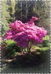 azalea