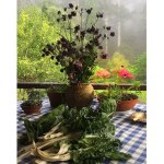 harvestcSTUDIOnoojee2-copy