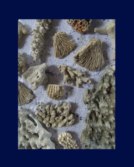 phangnga-coral-blue-