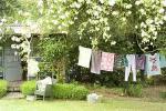 washing_line-0748