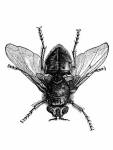 Blue bottle fly or bottlebee (Musca&nbsp;vomitoria)