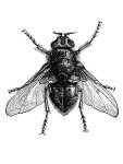 Blue bottle fly or bottlebee (Musca&nbsp;vomitoria)