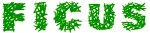 ficusgr-copy copygreen